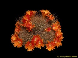 Sulcorebutia arenacea v. kamiensis L974 2280